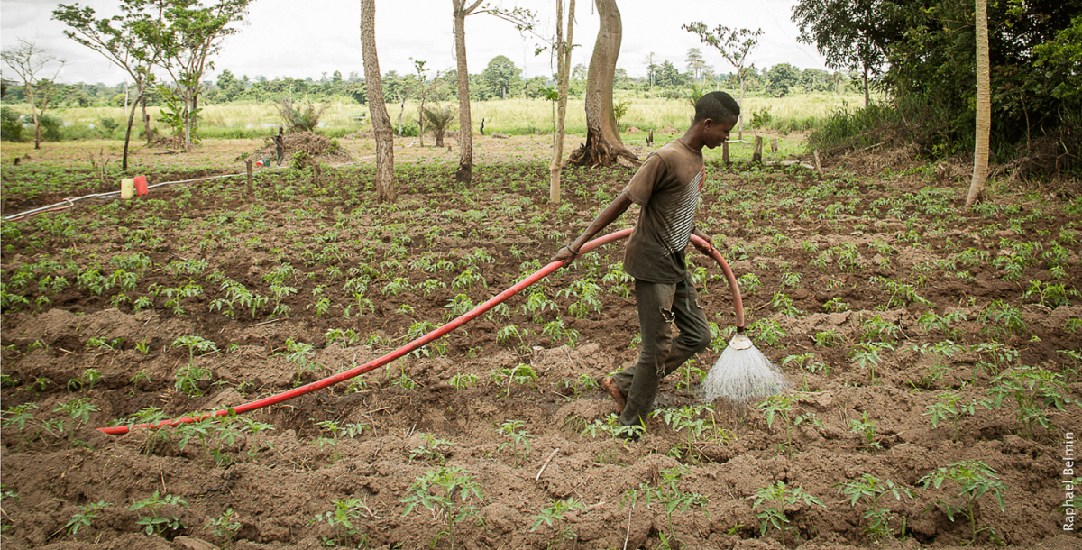 Tomato field in Yamoussoukro, Côte d'Ivoire © R. Belmin, CIRAD
